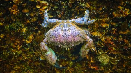 Téléchargez les photos : Crabe commun (Xantho poressa). Faune de la mer Noire - en image libre de droit