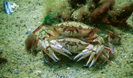 Photo for Male and female Swimming crab (Macropipus holsatus) before breeding, close-up. Black Sea. Ukraine - Royalty Free Image