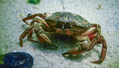 Téléchargez les photos : Espèces envahissantes, Grand crabe vert Carcinus maenas, crabe sur le sable de la mer Noire - en image libre de droit