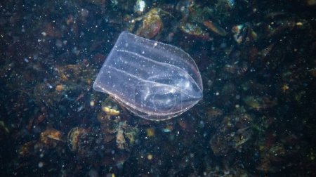 Téléchargez les photos : Ctenophores, prédateur comb méduses envahisseur de la mer Noire. Méduses Beroe ovate manger Mnémiopsis leidy - en image libre de droit