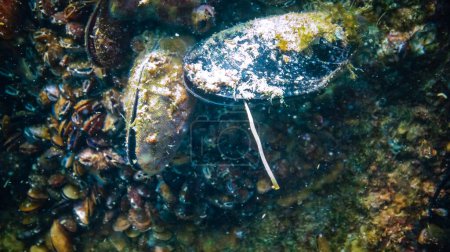 Téléchargez les photos : Moule méditerranéenne (Mytilus galloprovincialis), le mollusque sécrète des pseudofèces sous la forme d'un mince ruban, Mer Noire - en image libre de droit
