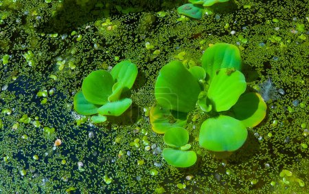 Téléchargez les photos : La plus petite plante à fleurs (Wolffia arrhiza) et l'asclépiade (Lemna turionifera) sur l'eau parmi les espèces envahissantes Pistia - en image libre de droit