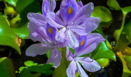 Foto de Jacintos de agua (Eichhornia azurea), inflorescencias púrpuras de una planta invasora acuática, flores asimétricas de cinco pétalos - Imagen libre de derechos