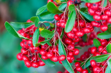 Téléchargez les photos : Pyracantha crenulata, Fruits rouges de la plante à feuilles persistantes Pyracantha dans la famille des Rosacées - en image libre de droit