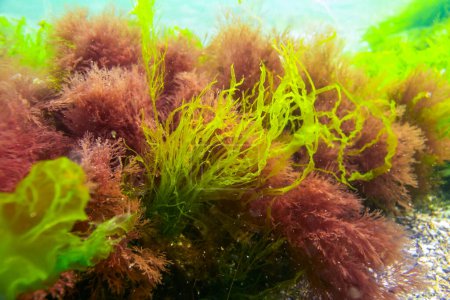Foto de Algas verdes y rojas sobre rocas submarinas (Enteromorpha, Ulva, Ceramium, Polisiphonia), Mar Negro - Imagen libre de derechos