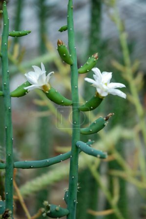 Photo for Mistletoe cacti Rhipsalis sp. - epiphytic flowering plants in the cactus family - Royalty Free Image