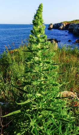 Téléchargez les photos : Echium italicum - Bugloss pâle, plantes vertes au printemps sur la rive en pierre de la mer Noire près du village de Tyulenovo, Bulgarie - en image libre de droit