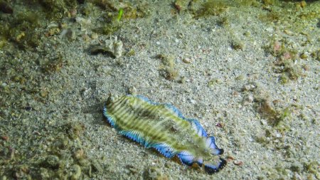 Semelle à liseré bleu (Soleichthys heterorhinos), chasse aux poissons la nuit sur le fond du sable près du récif corallien, Mer Rouge, Marsa Alam, Egypte
