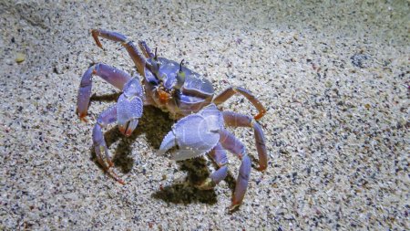 Red Sea ghost crab (Ocypode saratan), crab runs along the sand, burrows in the sand on the beach of the Red Sea