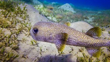 Téléchargez les photos : Porcupinefish, Diodon hystrix - nage l'après-midi sur un fond sablonneux près d'un récif corallien dans la mer Rouge - en image libre de droit