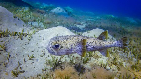 Téléchargez les photos : Porcupinefish, Diodon hystrix - nage l'après-midi sur un fond sablonneux près d'un récif corallien dans la mer Rouge - en image libre de droit