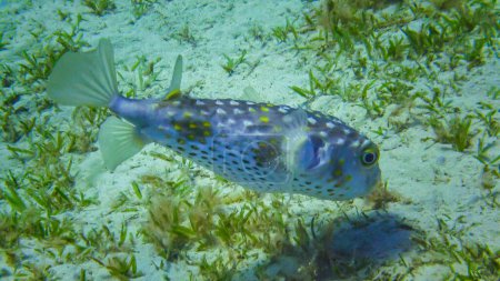 Téléchargez les photos : Bécasseau à taches jaunes (Cyclichthys spilostylus) nage l'après-midi sur un fond sablonneux près d'un récif corallien dans la mer Rouge - en image libre de droit