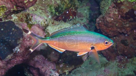 Téléchargez les photos : Caesio suevica - les poissons tropicaux dorment la nuit près du corail sur le récif. Mer Rouge, Marsa Alam, Égypte - en image libre de droit