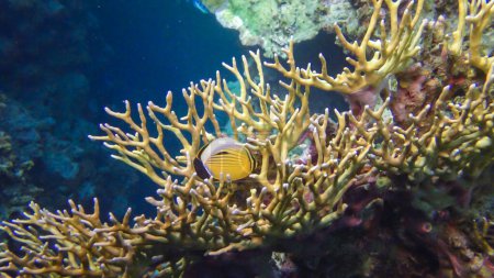 Photo pour Chaetodon austriacus - Paysage sous-marin de biocénose corallienne avec des poissons tropicaux sur un récif en mer Rouge - image libre de droit