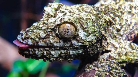 Téléchargez les photos : Gecko à queue mousseuse (Uroplatus sikorae), lézard de couleur camouflage sur une branche d'arbre - en image libre de droit