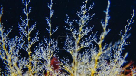 Foto de Hidroides Obelia sp. (Coelenterates), Mar Negro - Imagen libre de derechos