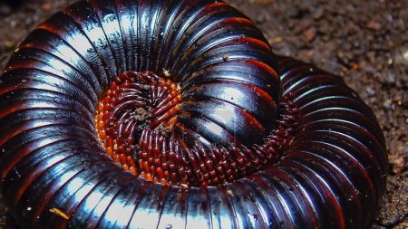 Photo for The giant African millipede (Archispirostreptus gigas), is one of the largest millipedes - Royalty Free Image