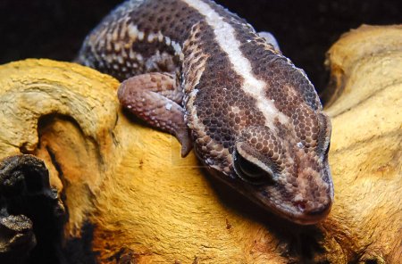 Téléchargez les photos : Gecko à queue grasse (Hemitheconyx caudicinctus), Un gecko est assis sur une branche d'arbre - en image libre de droit
