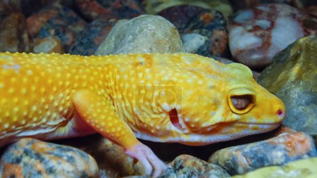 Téléchargez les photos : Gecko à queue grasse (Hemitheconyx caudicinctus)). - en image libre de droit