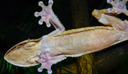 Téléchargez les photos : Gecko de Henkel (Uroplatus henkeli), lézard de couleur camouflage sur une branche d'arbre - en image libre de droit