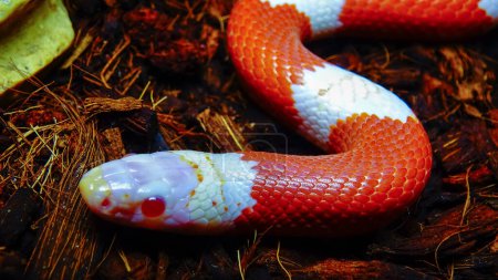Foto de Albino La serpiente lechera o serpiente lechera (Lampropeltis triangulum), - Imagen libre de derechos