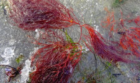 Foto de Algas rojas y verdes bajo el hielo. Orilla del estuario congelado de Tiligul, Ucrania - Imagen libre de derechos