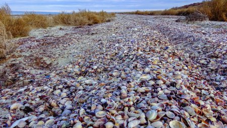 Photo for View of the shore of the shallowed Tiligul estuary, covered with storm discharges of bivalve shells in winter, Ukraine - Royalty Free Image