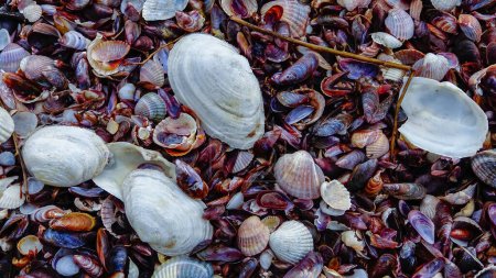 Foto de Conchas de moluscos bivalvos marinos en vertidos de tormenta en la orilla de un embalse - Mya arenaria, Monodacna sp., Mytilaster lineatus. Tiligul liman - Imagen libre de derechos
