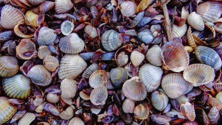 Foto de Conchas de moluscos bivalvos marinos en vertidos de tormenta en la orilla de un embalse - Mya arenaria, Monodacna sp., Mytilaster lineatus. Tiligul liman - Imagen libre de derechos