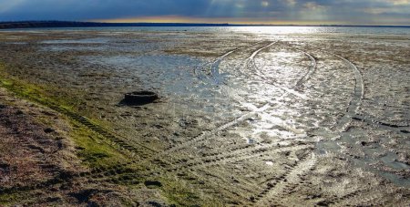Photo for Muddy shore of the Tiligul estuary during low tide, green algae on the sandy bottom, Ukraine - Royalty Free Image
