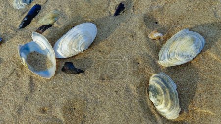 Photo for Mya arenaria - shells of a bivalve mollusk - an invader in the Black Sea - Royalty Free Image