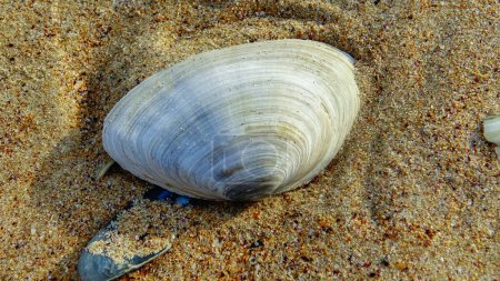 Foto de Mya arenaria - conchas de un molusco bivalvo - un invasor en el Mar Negro - Imagen libre de derechos