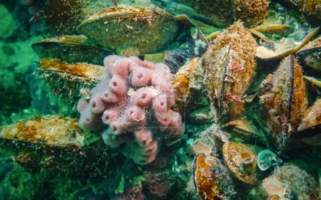 Téléchargez les photos : Éponges roses Halichondrie (Spongia) sur les récifs de la mer Noire, baie d'Odessa - en image libre de droit