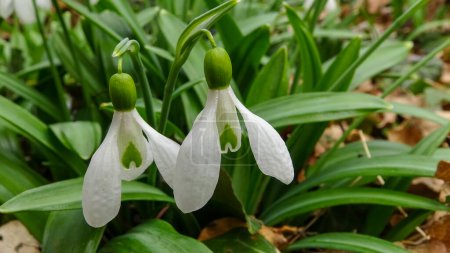 Photo for Galanthus elwesii (Elwes's, greater snowdrop) in the wild, Red Book Ukraine - Royalty Free Image