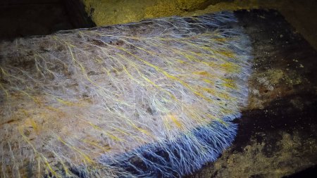 Téléchargez les photos : Colonies envahies de champignons moisissures Ascomycètes sur matière organique pourrie dans les catacombes d'Odessa - en image libre de droit