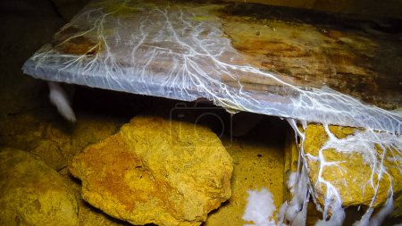 Foto de Colonias de hongos Ascomicetos sobre materia orgánica podrida en las catacumbas de Odessa - Imagen libre de derechos