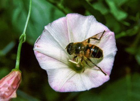 Téléchargez les photos : La mouche du drone (Eristalis tenax) pollinise une fleur, gros plan - en image libre de droit
