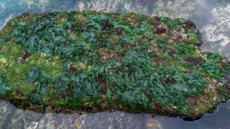 Foto de Moluscos Mytilus galloprovincialis y diferentes tipos de algas verdes y rojas en las rocas durante una fuerte marea baja en el Mar Negro - Imagen libre de derechos