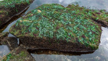 Foto de Moluscos Mytilus galloprovincialis y diferentes tipos de algas verdes y rojas en las rocas durante una fuerte marea baja en el Mar Negro - Imagen libre de derechos