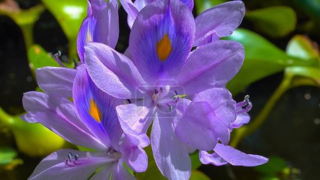 Foto de Inflorescencias púrpuras de una planta invasora acuática, jacintos de agua (Eichhornia azurea), flores asimétricas de cinco pétalos - Imagen libre de derechos