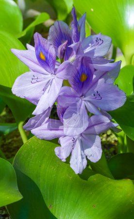 Foto de Inflorescencias púrpuras de una planta invasora acuática, jacintos de agua (Eichhornia azurea), flores asimétricas de cinco pétalos - Imagen libre de derechos