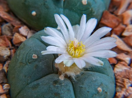 Photo for Lophophora Williamsii - plant blooming with a large white flower in the botanical garden collection - Royalty Free Image