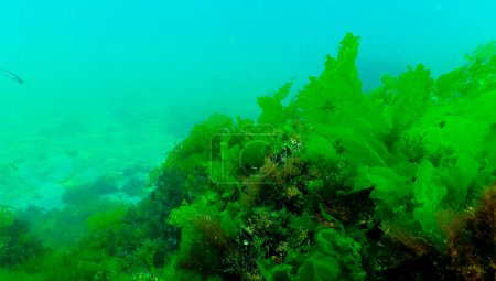 Téléchargez les photos : Algues vertes sur le fond marin (Ulva, Enteromorpha, Cladophora). Paysage sous-marin, Mer Noire - en image libre de droit