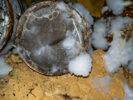 Téléchargez les photos : Colonies de moisissures rampantes sur bois pourri et restes organiques dans les catacombes humides d'Odessa - en image libre de droit