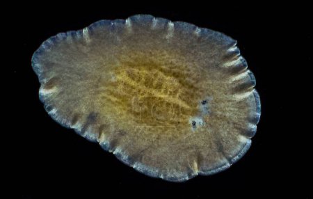 Téléchargez les photos : Ver plat marin Planaria, rampant sur le verre, Mer Noire - en image libre de droit