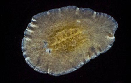 Téléchargez les photos : Ver plat marin Planaria, rampant sur le verre, Mer Noire - en image libre de droit