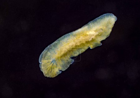 Photo for Marine flatworm - Planaria, crawling on the glass, Black Sea - Royalty Free Image