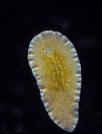 Photo for Marine flatworm - Planaria, crawling on the glass, Black Sea - Royalty Free Image