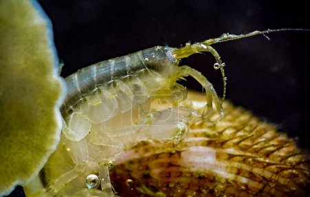 Téléchargez les photos : Gammarus sp., est un genre de crustacés amphipodes de la famille des Gammaridae. - en image libre de droit