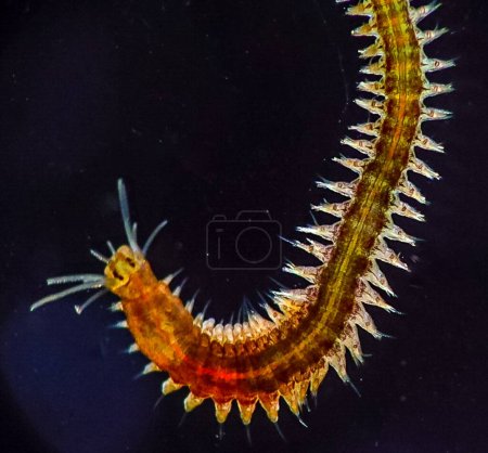 Photo for Marine polychaete worm Nereis. Black Sea - Royalty Free Image